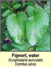 figwort,water (donnlus uisce)