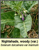 nightshade,woody var marinum (fuath gorm)