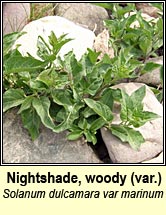 nightshade,woody var marinum (fuath gorm)