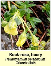 rock-rose,hoary (grianrs liath)