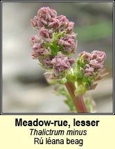 meadow-rue,lesser (r lana beag)