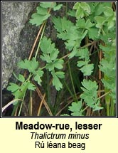 meadow-rue,lesser (r lana beag)