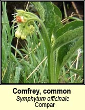 comfrey,common (compar)