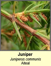 juniper (aiteal)