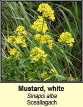 mustard,white (sceallagach)