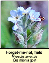 forget-me-not,field (lus míonla giort)