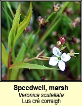 speedwell,marsh (lus cré corraigh)