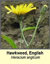 hawkweed, H anglicum (lus na seabhac)