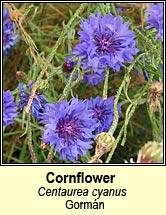 cornflower (gormn)