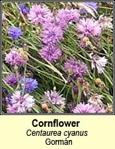 cornflower (gormn)