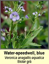 speedwell,blue water (biolar gr)