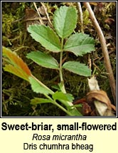 rose,sweet-briar,small-flowered (dris chumhra bheag)