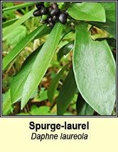 spurge-laurel