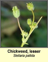 chickweed,lesser