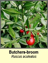 butchers-broom