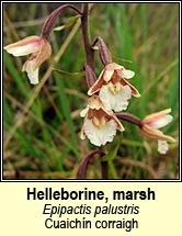 helleborine,marsh (cuaichín corraigh)