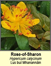 rose-of-sharon (lus bu Mhanannin)