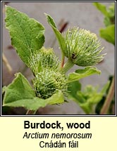 burdock,wood (cndn fil)