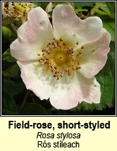 rose,short-styled field-rose (rós stíleach)