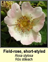 rose, field-rose,short-styled (rs stleach)