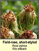 rose, field-rose,short-styled (rs stleach)