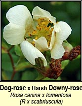 rose,dog-rose x harsh downy-rose