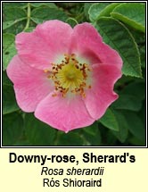 rose, downy-rose,Sherards (rs Shioraird)