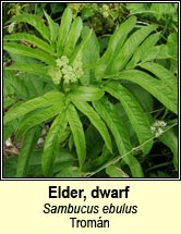 elder,dwarf (tromn)