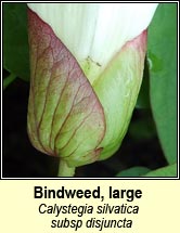 bindweed,large (ialus mr)