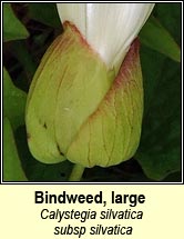 bindweed,large (ialus mr)