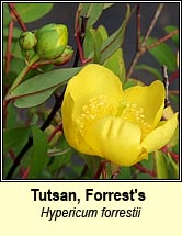 tutsan,Forrest's