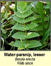 water-parsnip,lesser (rib uisce)