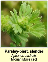 parsley-piert,slender (Mionn Muire caol)