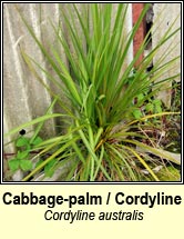 cabbage-palm