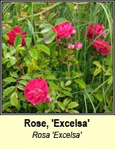 rose, Excelsa