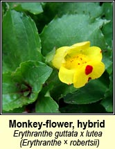 monkey-flower,hybrid