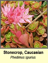 stonecrop,caucasian