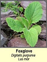 foxglove (lus mr)