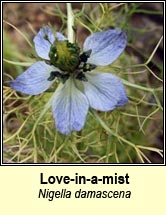 love-in-a-mist