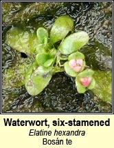 waterwort,six-stamened (bosn te)