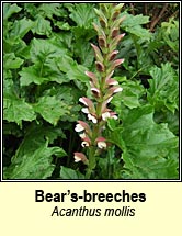bears-breeches