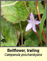 bellflower,trailing