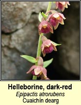 helleborine,dark-red (cuaichín dearg)