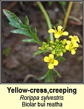 yellow-cress,creeping (biolar bu reatha)