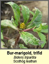 bur-marigold,trifid (scothg leathan)