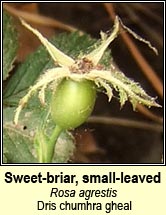 rose, sweet-briar,small-leaved (dris chumhra gheal)