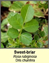 rose, sweet-briar (dris chumhra)