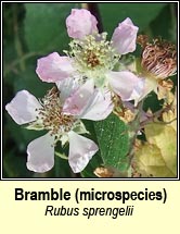 bramble, rubus sprenglii