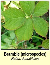 bramble, rubus dentatifolius