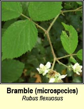 bramble, rubus flexuosus